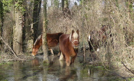 chevaux-eau-470