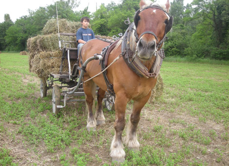 freak-foins-clovis-470