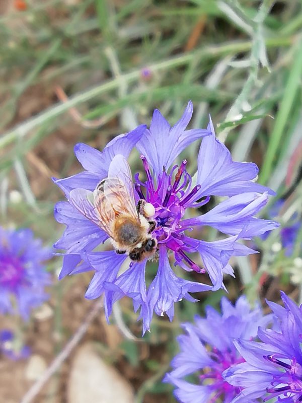 centaurea cyanus
