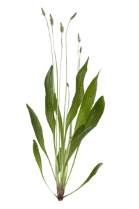 plantago-lanceolata-valyherba