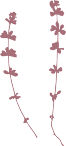 illustration eau florale-valyherba